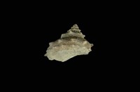 藏品(塔星螺)的圖片